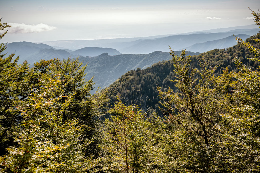 Forêt de montagne sur la 12e étape du GR20, Corse