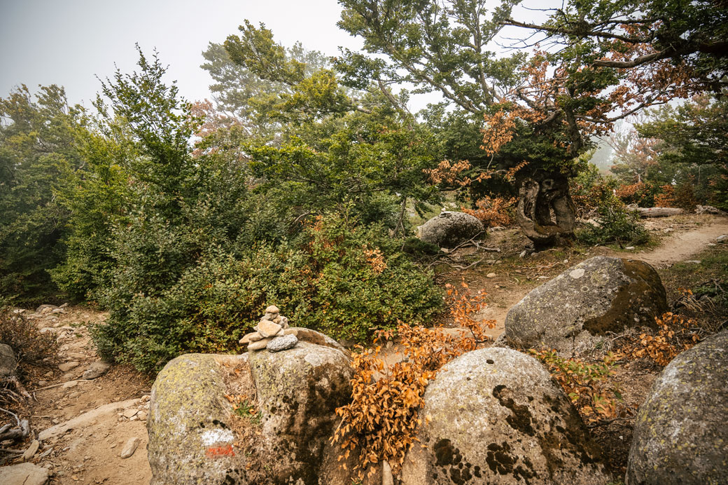 Arbres et rochers dans le brouillard sur le GR20, Corse