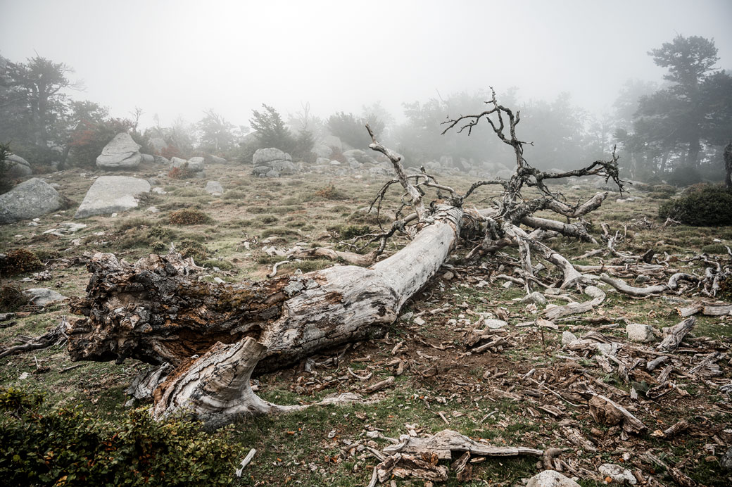 Arbre mort dans le brouillard de la 13e étape du GR20, Corse