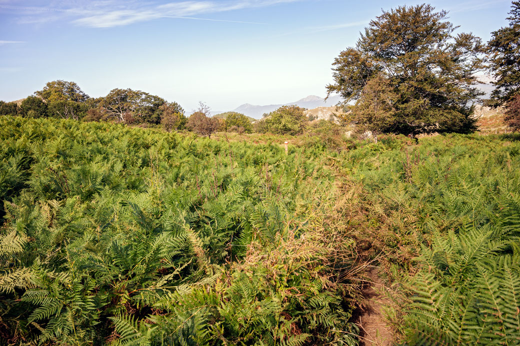 Sentier dans les fougères sur le plateau de Coscione, Corse