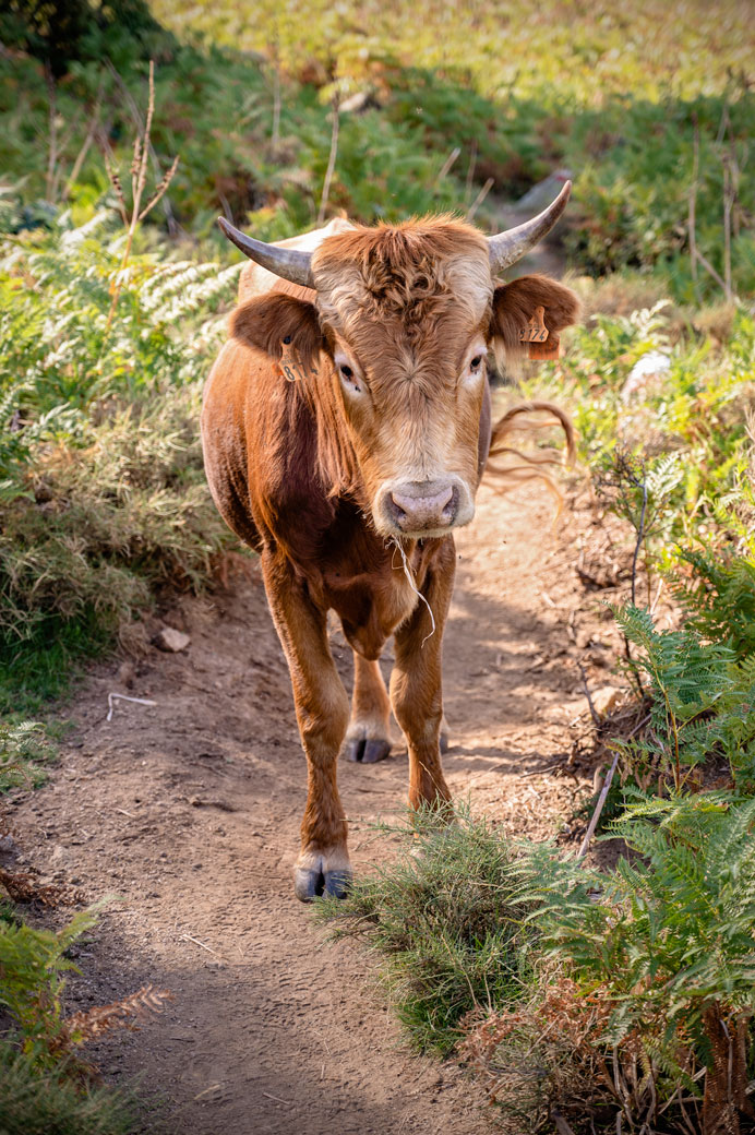 Vache sur le sentier de la 13e étape du GR20, Corse
