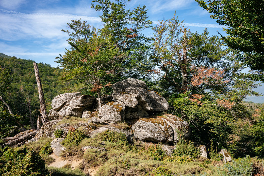Arbres et rochers sur le plateau de Coscione, Corse