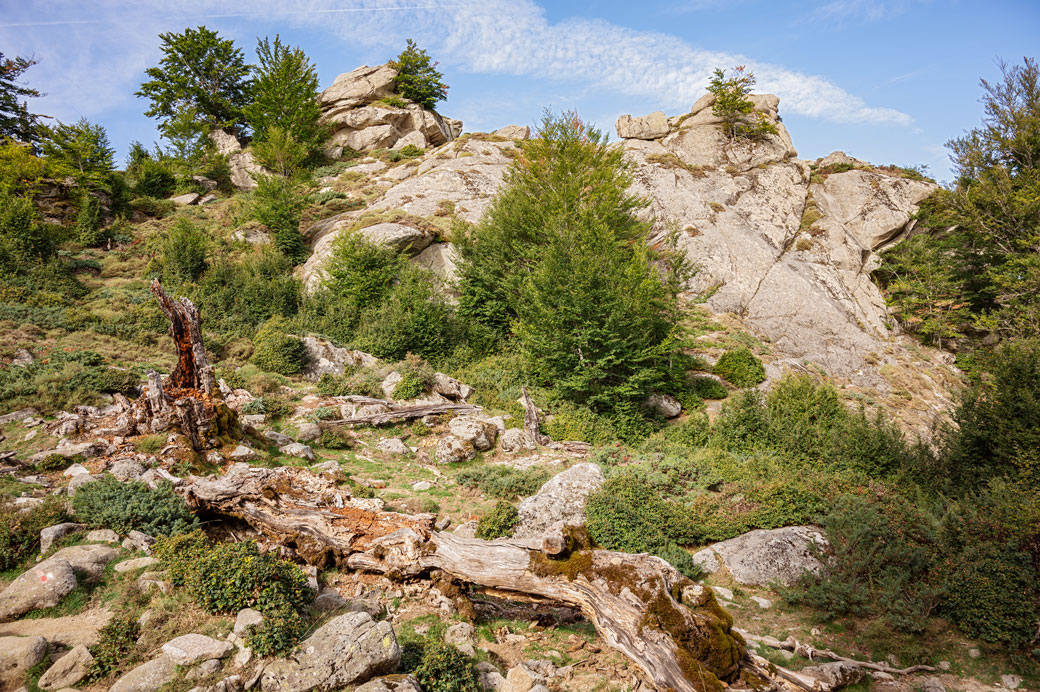 Tronc mort et rochers près du refuge de Matalza, Corse