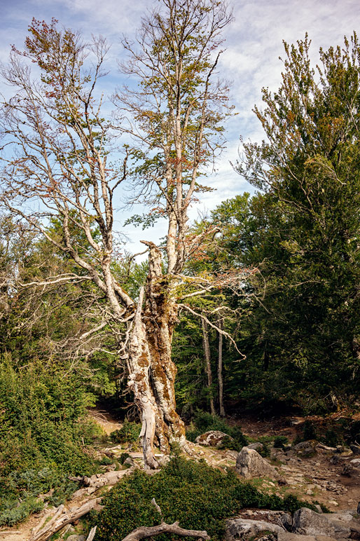 Vieil arbre sur la 13e étape du GR20, Corse