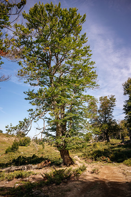 Grand arbre sur le plateau de Coscione, France