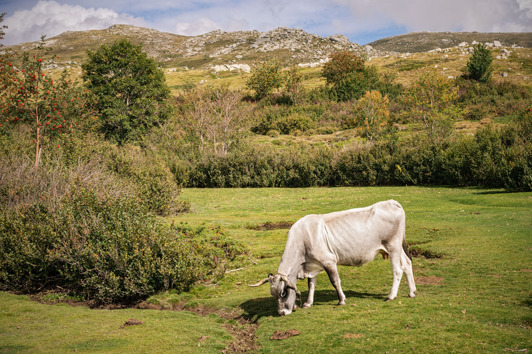 Vache grise sur le plateau de Coscione, Corse
