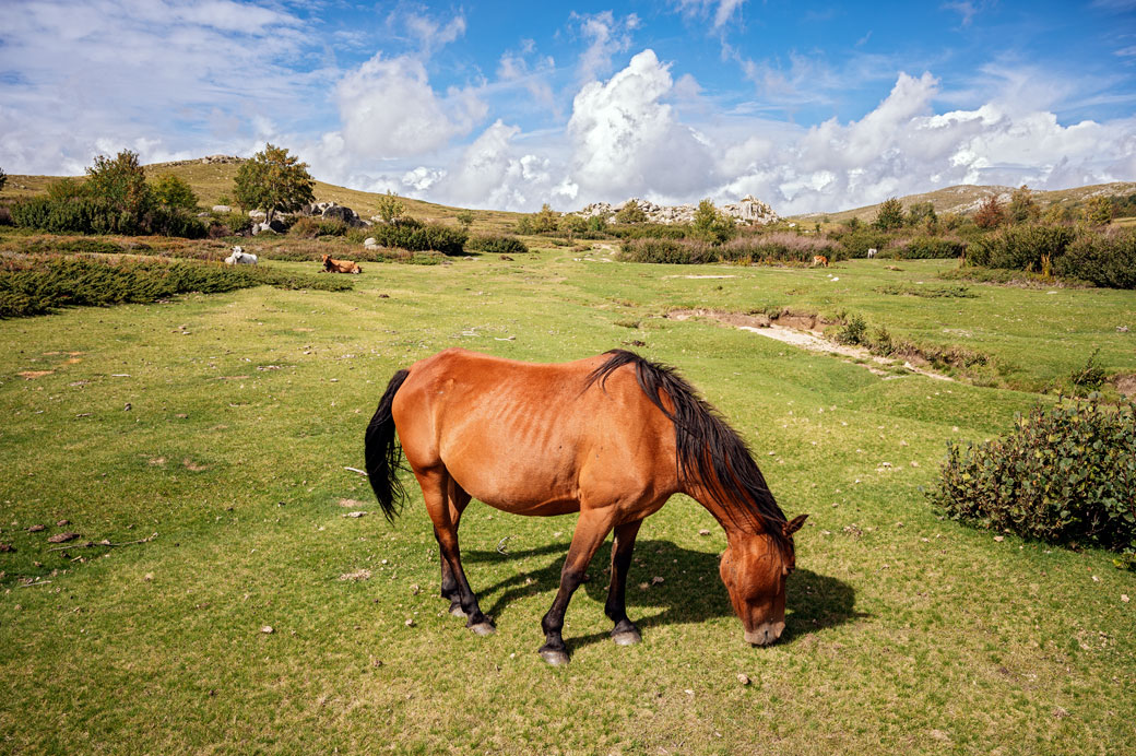 Cheval sur le plateau de Coscione en Corse