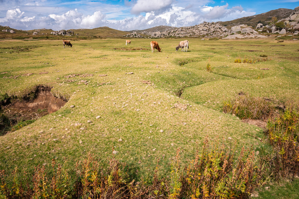 Bétail sur le plateau de Coscione, Corse