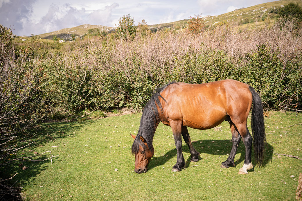 Cheval sur une prairie du plateau de Coscione, Corse