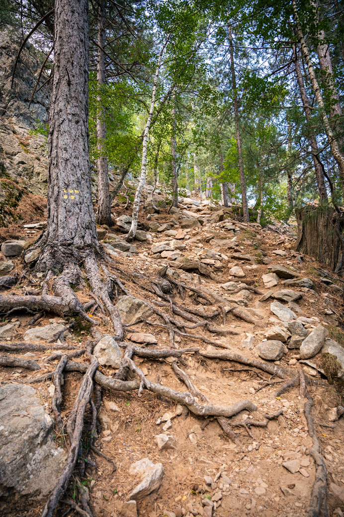 Montée dans la forêt pour la variante alpine des aiguilles de Bavella