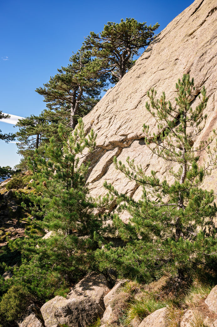 Pins sur les rochers des Aiguilles de Bavella, Corse