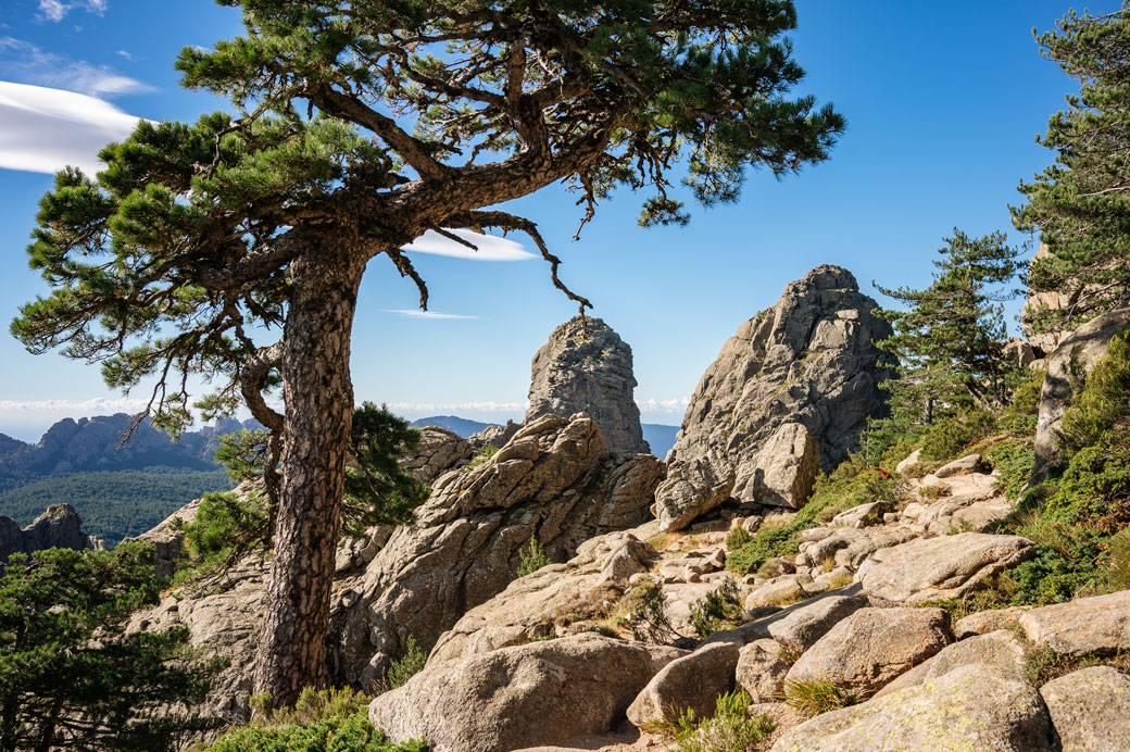 Pin devant la Punta di l'Acellu et la Punta di l'Ariettu (Aiguilles de Bavella)