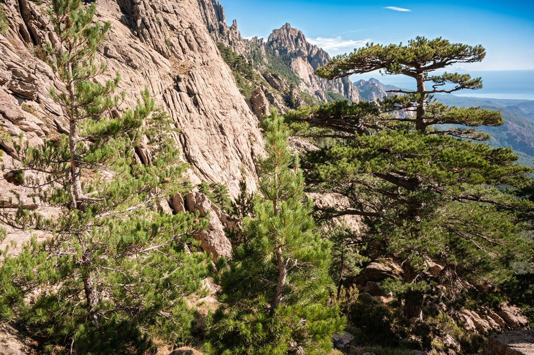 Conifères sur la variante alpine des Aiguilles de Bavella, Corse