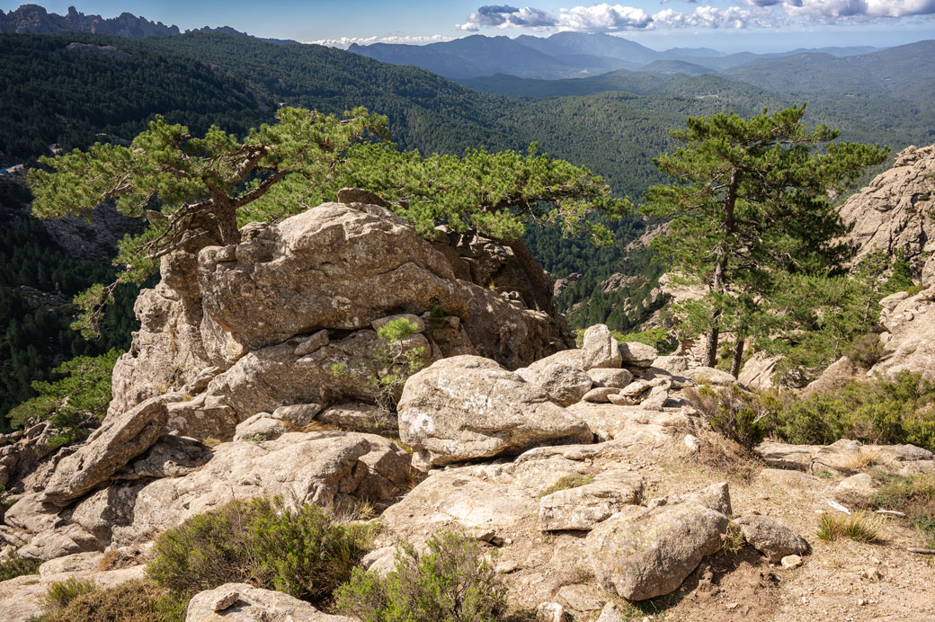 Forêt et rochers près du col de Bavella, Corse