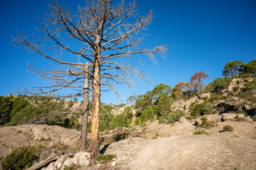 Arbres morts sur le GR20 entre I Paliri et Conca, Corse