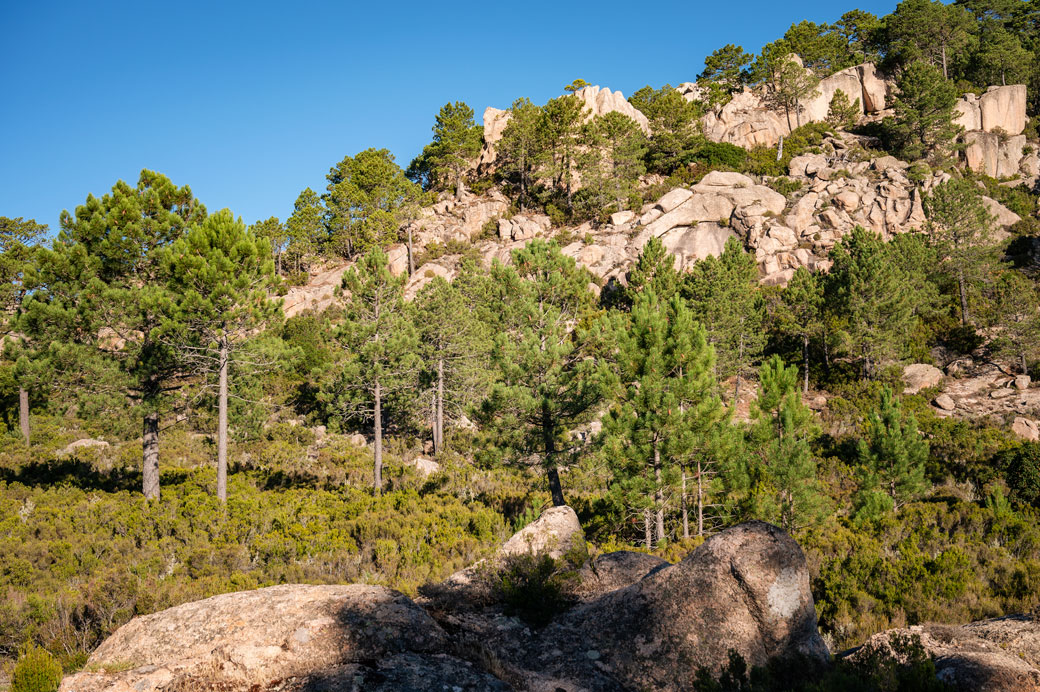 Conifères et rochers entre I Paliri et Conca sur le GR20, Corse