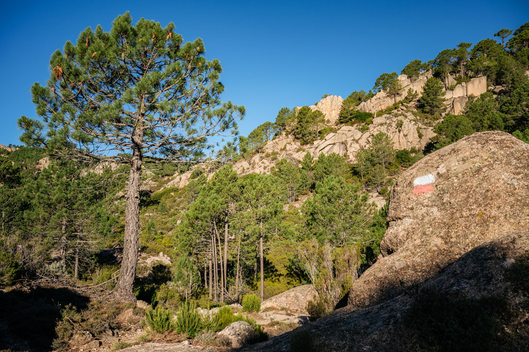 Pins et rochers sur le GR20 entre I Paliri et Conca, Corse