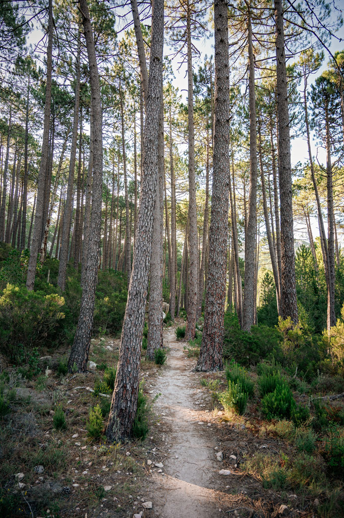 Sentier du GR20 dans une forêt entre I Paliri et Conca, Corse
