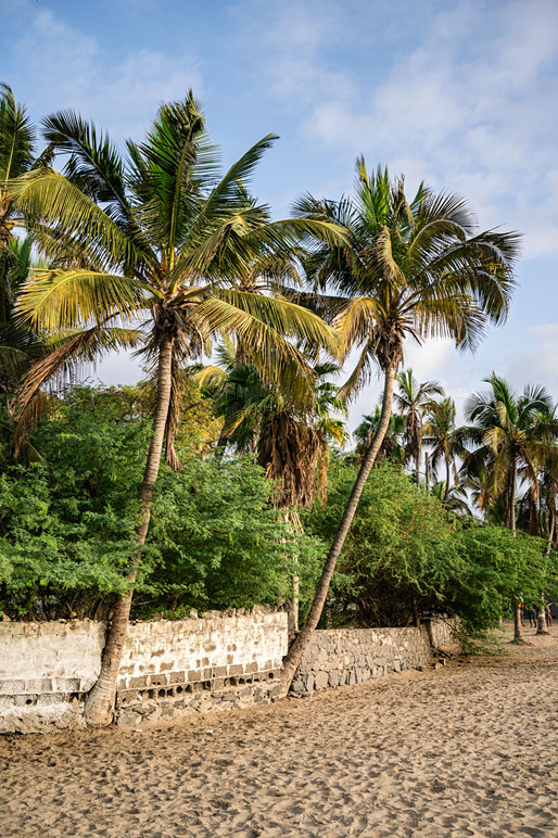 Palmiers sur la plage de Tarrafal, île de Santiago