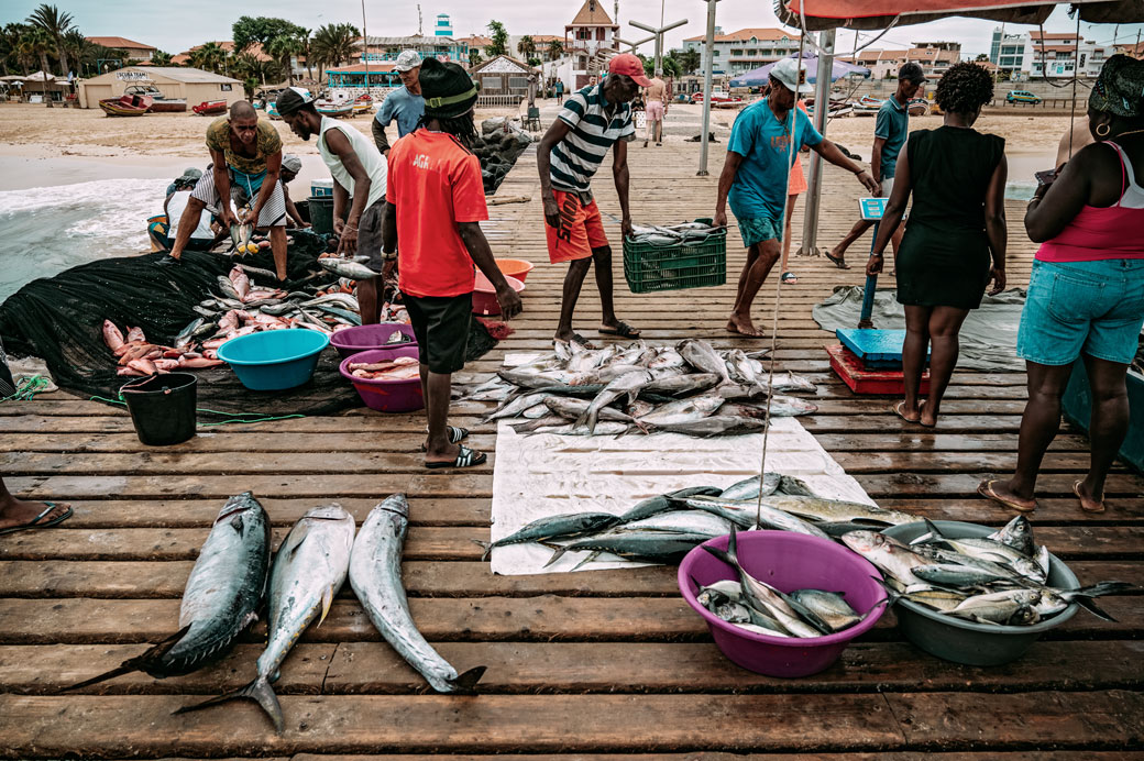 Pêcheurs qui trient les poissons sur la jetée de Santa Maria