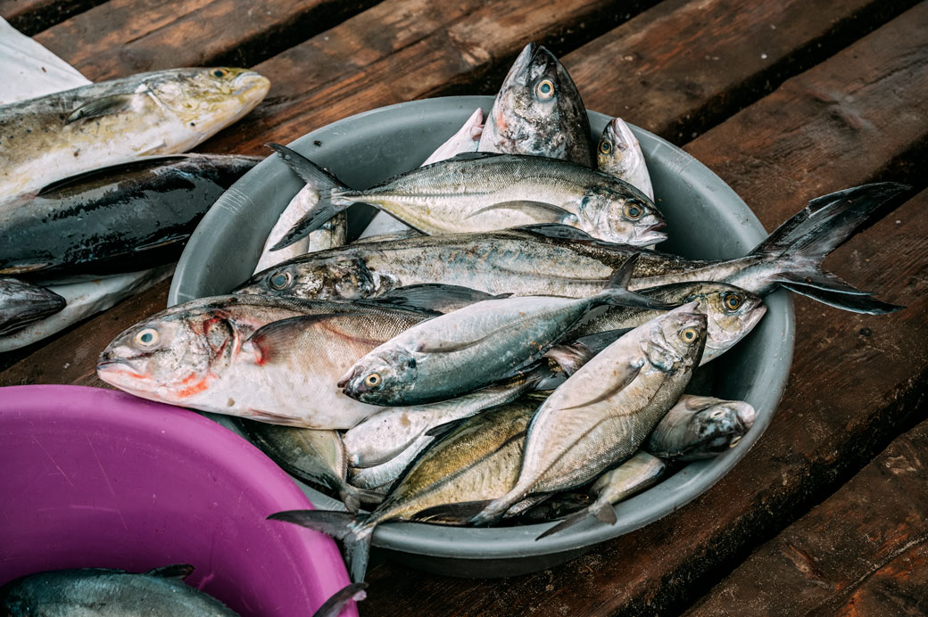 Poissons frais sur la jetée de Santa Maria, Cap-Vert