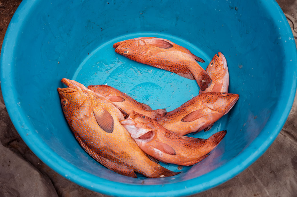 Mérous à points bleus fraichement pêchés