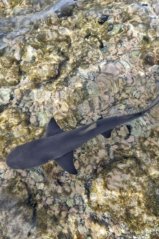 Jeune squale dans la baie des requins sur l'île de Sal