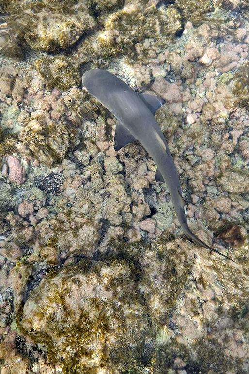 Petit squale dans la baie des requins sur l'île de Sal, Cap-Vert