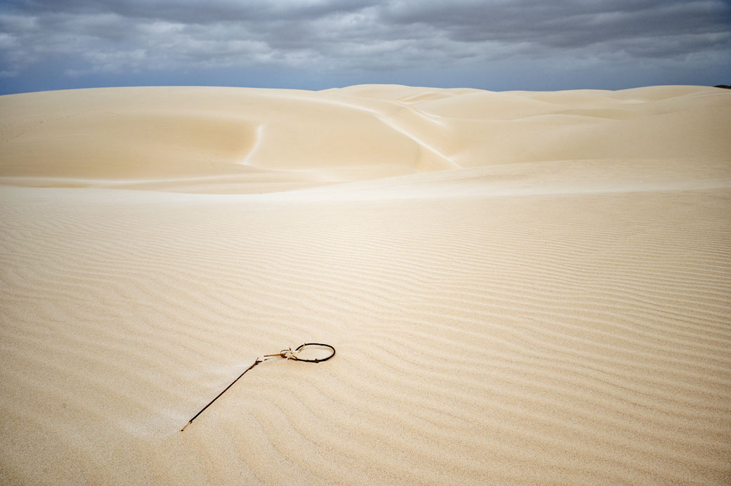 Petite branche dans le désert de Viana sur l'île de Boa Vista