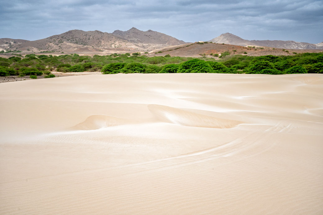 Végétation aux portes du désert de Viana, île de Boa Vista