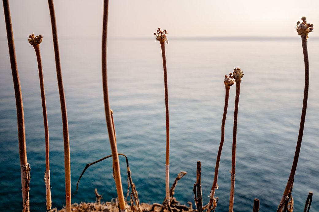 Herbes sèches et mer Adriatique dans le Salento