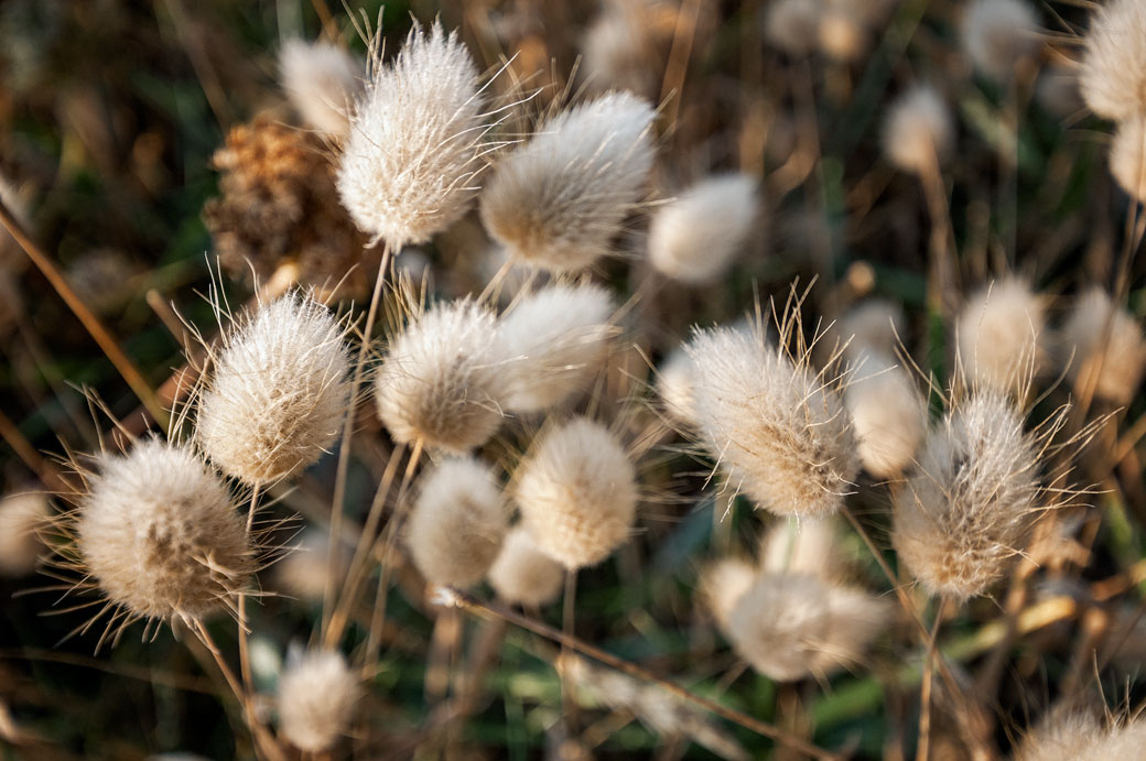 Lagurus ovatus dans la règion du Salento