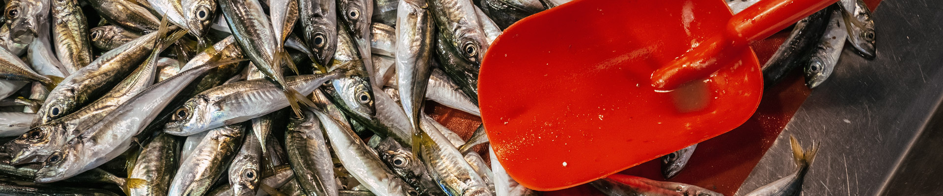 Top image petits poissons dans un marché d'Istanbul