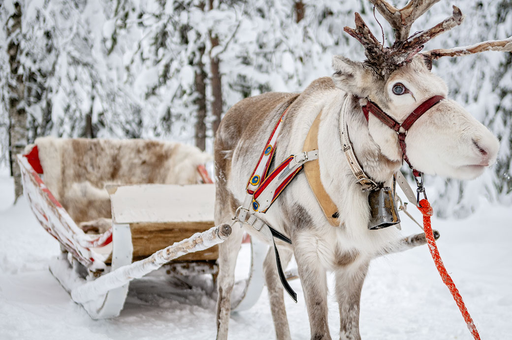 Renne et son traineau en Laponie, Finlande