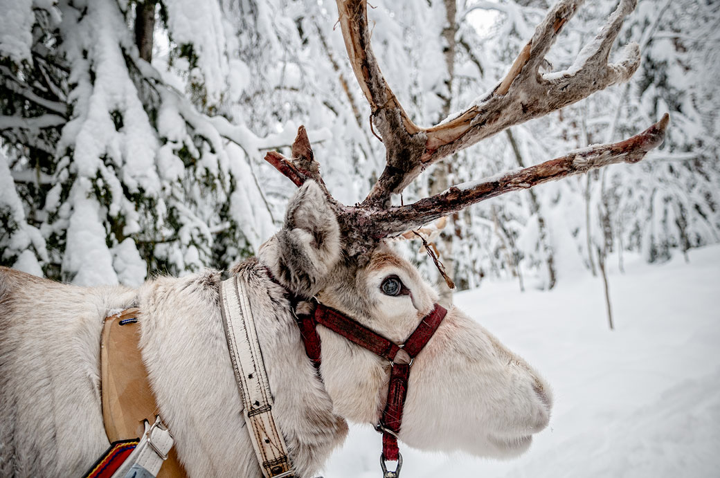 Renne avec des bois qui tombent en Laponie, Finlande