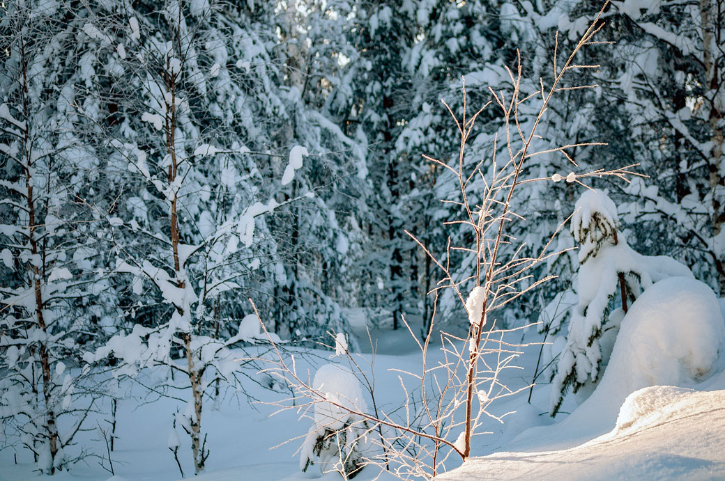 Arbres et abondante neige en Laponie, Finlande
