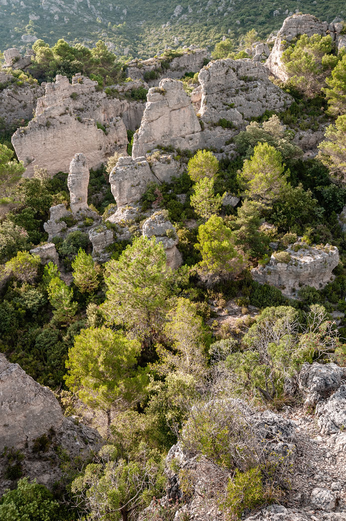 Arbres et rochers du cirque de Mourèze, France