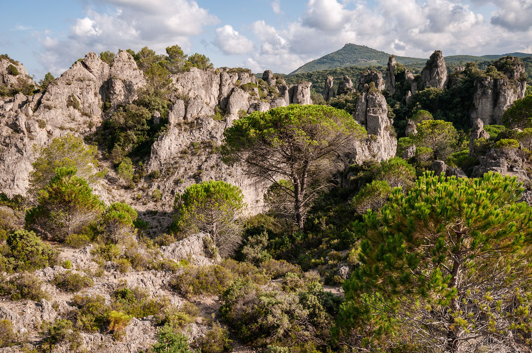 Arbres et rochers sédimentaires du cirque de Mourèze, France