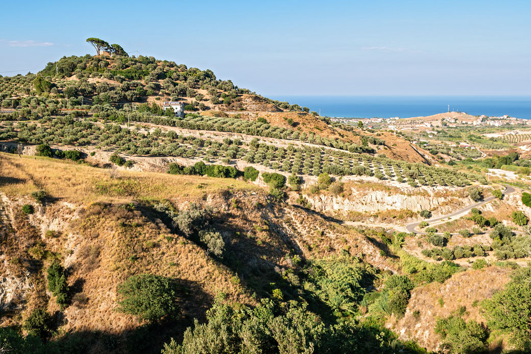 Oliveraie et mer Ionienne près du village de Badolato en Calabre