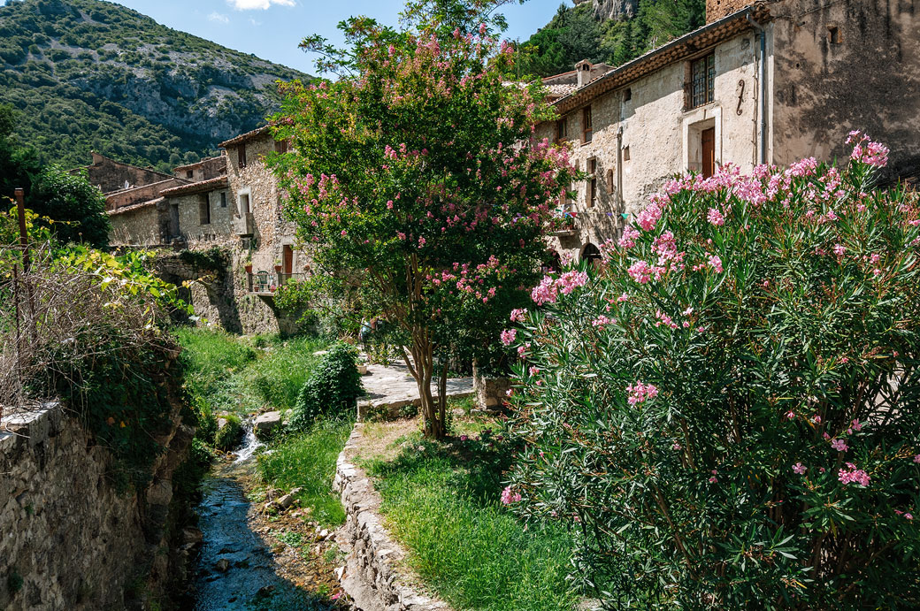Plante et arbre fleuries à Saint-Guilhem-le-Désert Plante et arbre fleuries à Saint-Guilhem-le-Désert dans l'Hérault