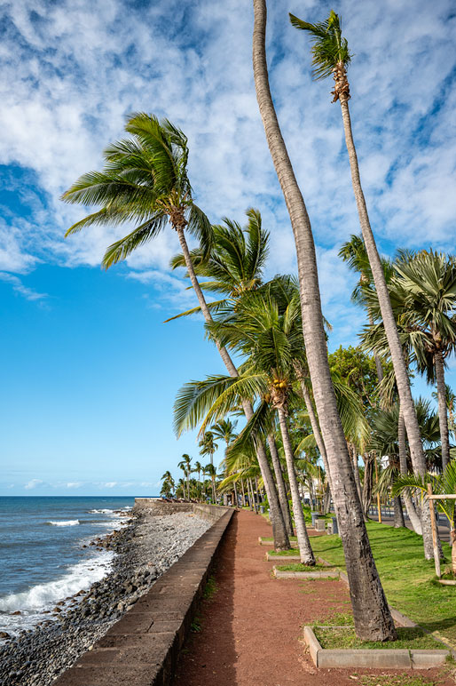 Palmiers et promenade à Saint-Denis Palmiers et promenade à Saint-Denis, La Réunion