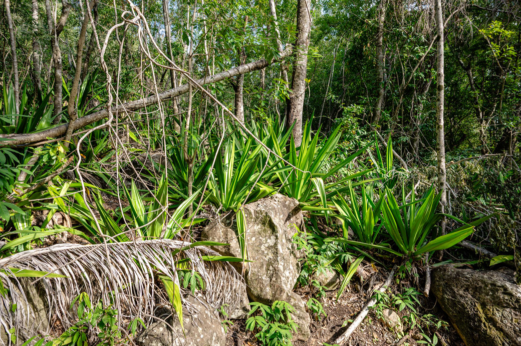 Plantes et arbres dans la forêt de La Providence Plantes et arbres dans la forêt de La Providence, La Réunion
