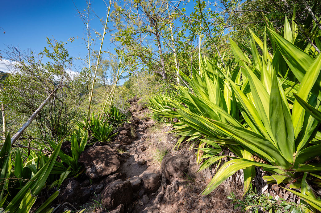 Plantes et sentier dans la forêt de La Providence Plantes et sentier dans la forêt de La Providence, La Réunion