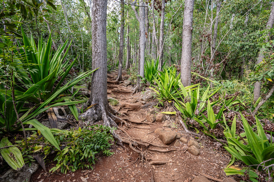 Sentier forestier de la Providence Sentier forestier de la Providence, La Réunion