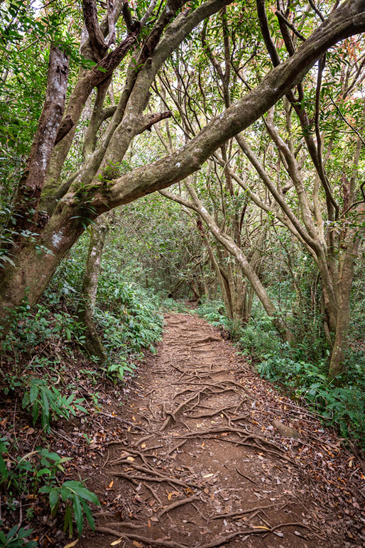 Sentier du GR R2 dans la forêt de la Providence Sentier du GR R2 dans la forêt de la Providence, La Réunion