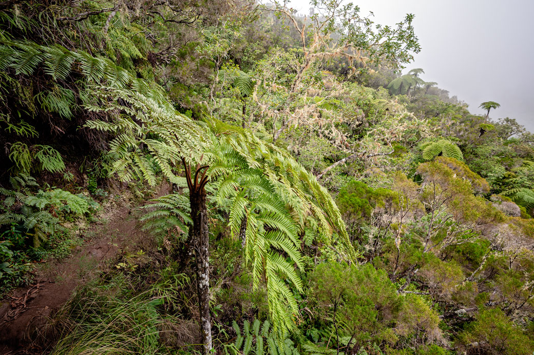 Sentier du GR R2 dans une forêt primaire après Mamode Camp Sentier du GR R2 dans une forêt primaire après Mamode Camp, La Réunion