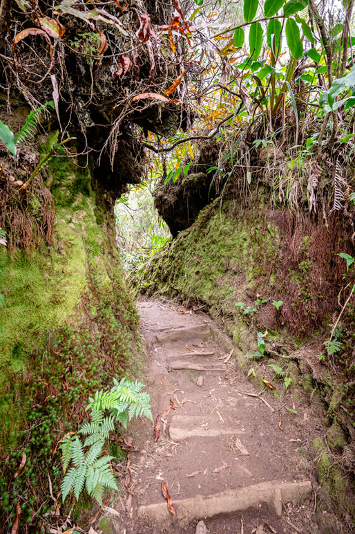 Sentier du GR R2 et végétation de la forêt Sentier du GR R2 et végétation de la forêt, La Réunion