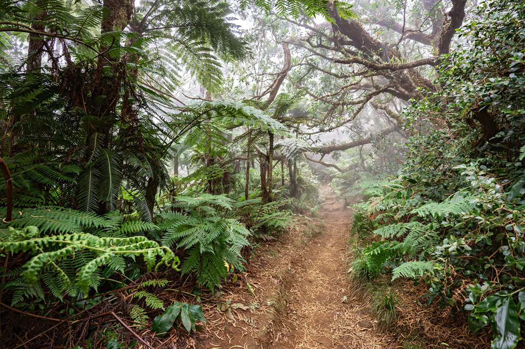 Brume et forêt primaire sur la 1e étape du GR R2 Brume et forêt primaire sur la 1e étape du GR R2, La Réunion