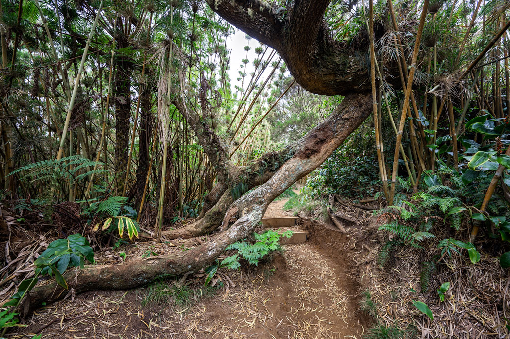 Passage du GR R2 sous un arbre tordu Passage du GR R2 sous un arbre tordu, La Réunion