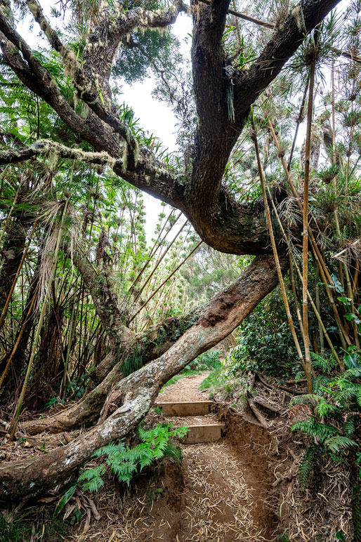 L'arbre tordu et le sentier du GR R2 sur la 1e étape L'arbre tordu et le sentier du GR R2 sur la 1e étape, La Réunion